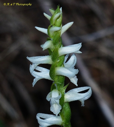 {Spiranthes magnicamporum}